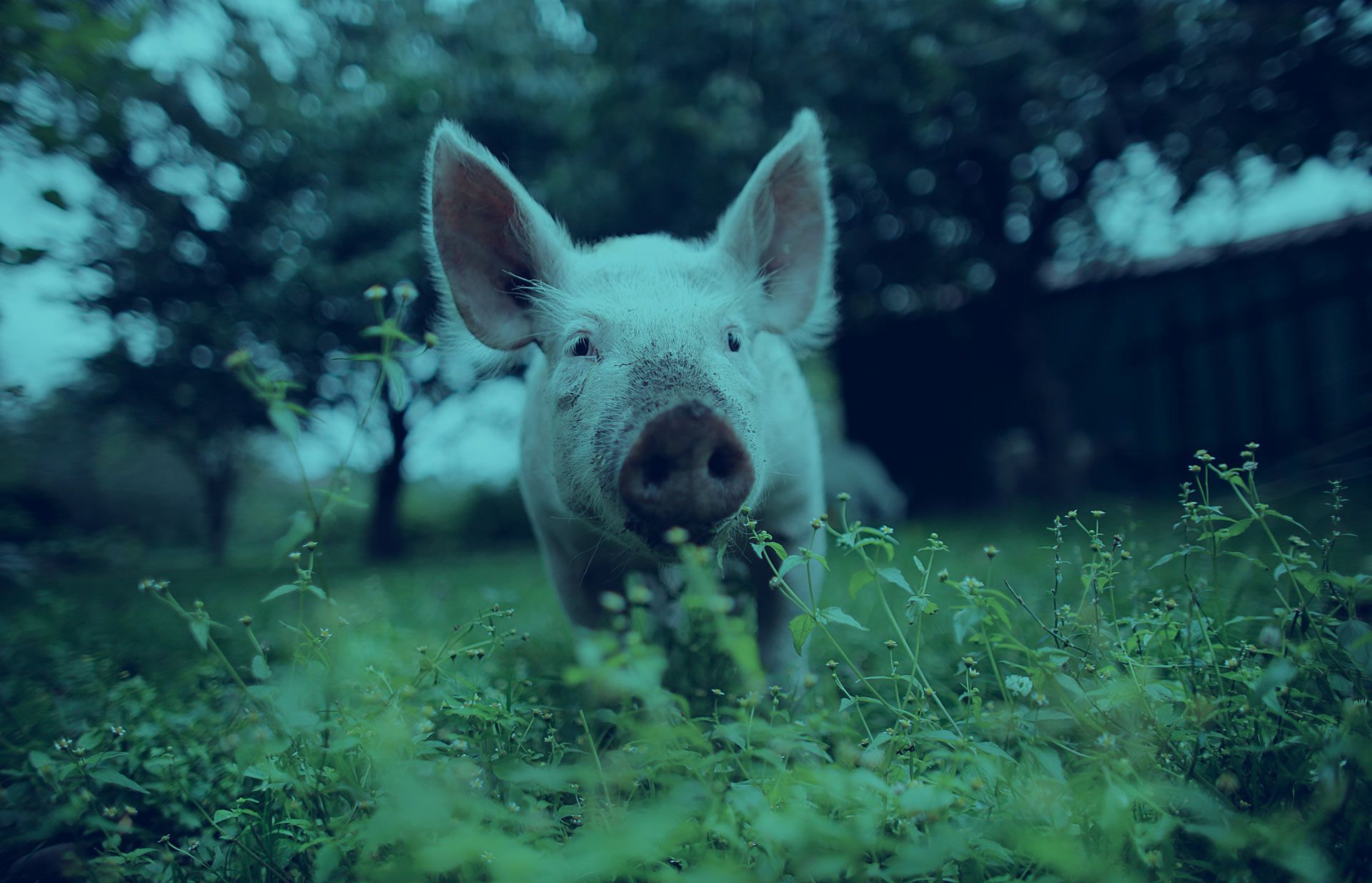 We envision a world where animals are not treated as products. Where instead of asking how we can use them for the most profit, we ask: how can we live together?